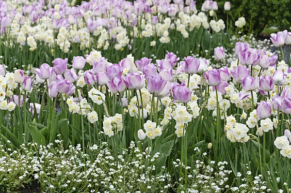 484114 - Tulips (Tulipa) and daffodils (Narcissus)