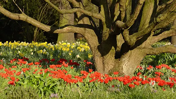 495293 - Tulips (Tulipa) and daffodils (Narcissus)