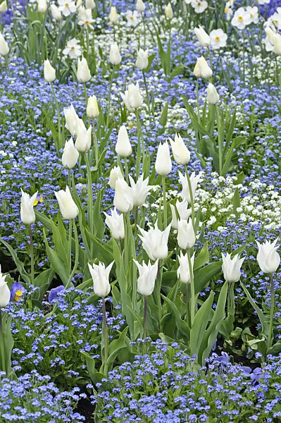 471194 - Tulips (Tulipa) and forget-me-nots (Myosotis)