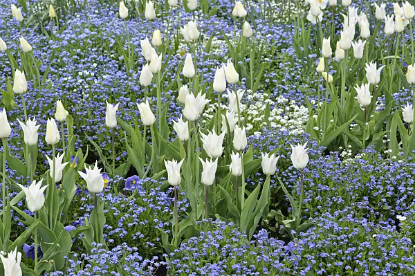 471196 - Tulips (Tulipa) and forget-me-nots (Myosotis)