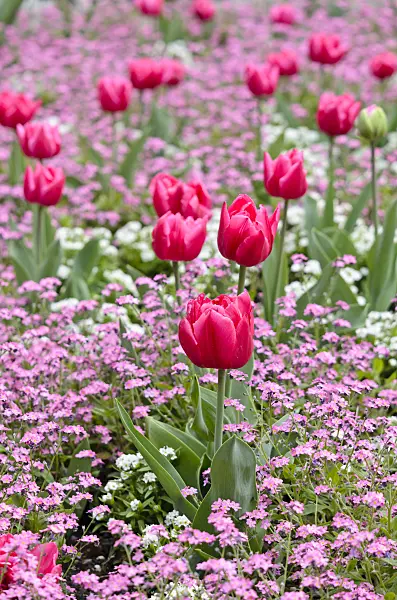 531157 - Tulips (Tulipa) and forget-me-nots (Myosotis)