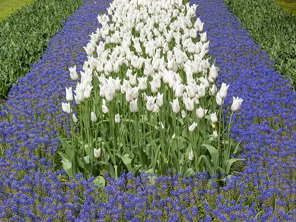 401079 - Tulips (Tulipa) and grape hyacinths (Muscari)
