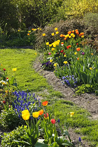 483315 - Tulips (Tulipa) and grape hyacinths (Muscari)