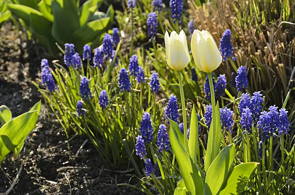 495127 - Tulips (Tulipa) and grape hyacinths (Muscari)