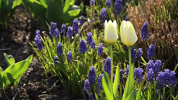 495140 - Tulips (Tulipa) and grape hyacinths (Muscari)