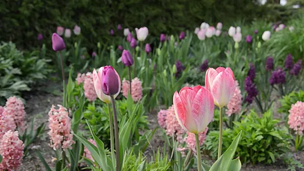 495274 - Tulips (Tulipa) and hyacinths (Hyacinthus)