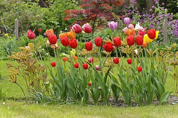 471294 - Tulips (Tulipa) and Rodgersia