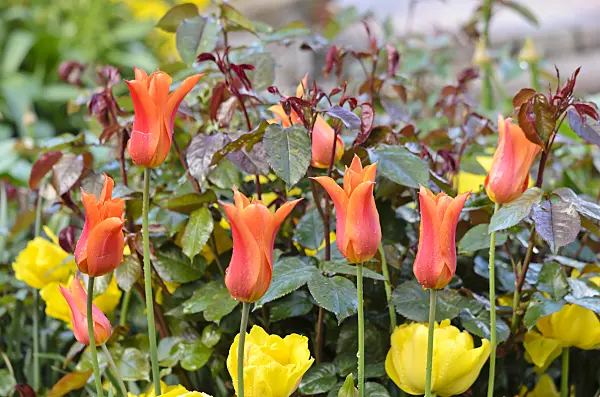 531117 - Tulips (Tulipa) and rose (Rosa)