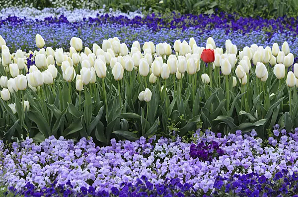 543078 - Tulips (Tulipa) and violets (Viola)