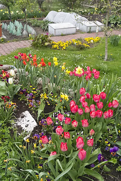 543024 - Tulips (Tulipa) and violets (Viola) in an allotment garden