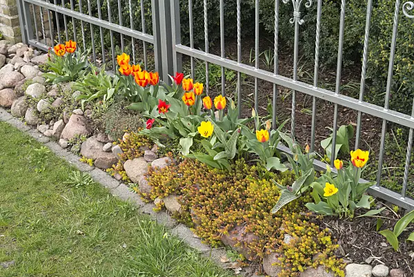 570011 - Tulips (Tulipa) at a metal fence
