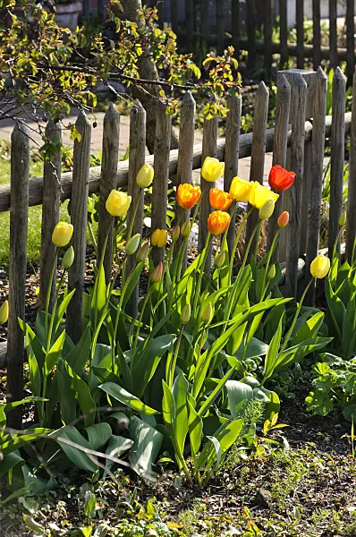483316 - Tulips (Tulipa) at a wooden fence