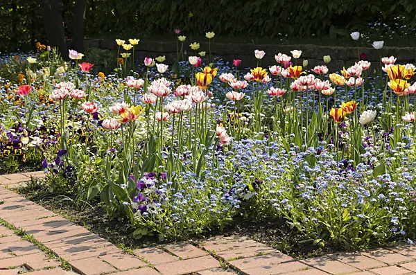 495356 - Tulips (Tulipa), forget-me-nots (Myosotis) and violets (Viola)