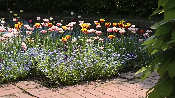 495378 - Tulips (Tulipa), forget-me-nots (Myosotis) and violets (Viola)