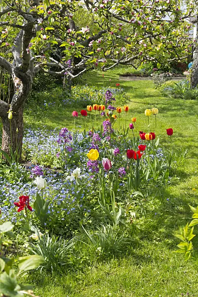 556089 - Tulips (Tulipa), honesty (Lunaria) and forget-me-nots (Myosotis)