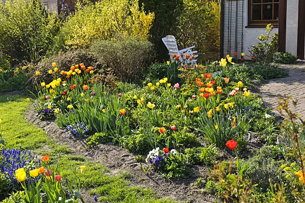483317 - Tulips (Tulipa) in a front garden