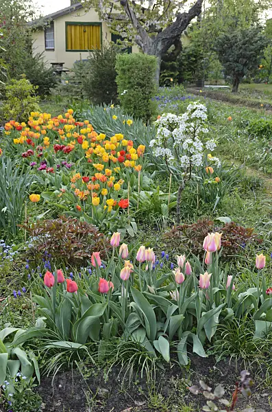 543051 - Tulips (Tulipa) in an allotment garden