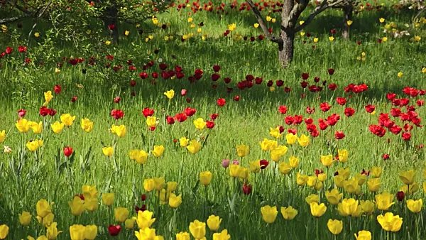 508018 - Tulips (Tulipa) in an orchard