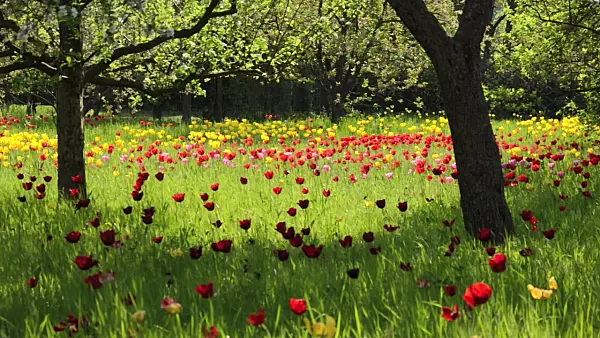 508022 - Tulips (Tulipa) in an orchard
