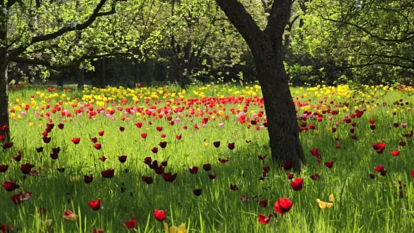 508023 - Tulips (Tulipa) in an orchard