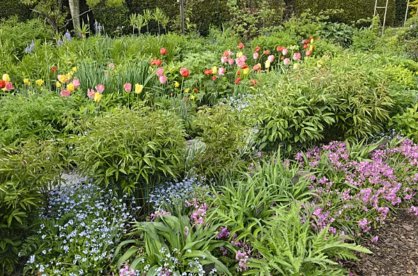 520163 - Tulips (Tulipa), Siberian bugloss (Brunnera macrophylla syn. Myosotis macrophylla) and creeping phlox (Phlox stolonifera 'Violet Velvet')