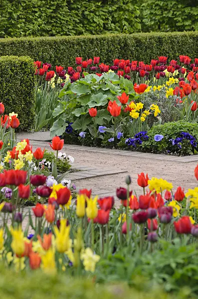 520052 - Tulips (Tulipa), violets (Viola) and daffodils (Narcissus)