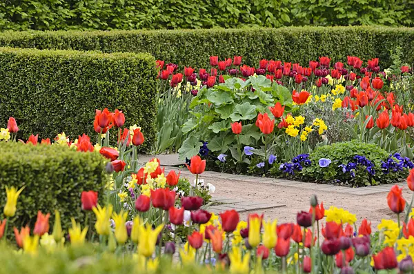 520053 - Tulips (Tulipa), violets (Viola) and daffodils (Narcissus)