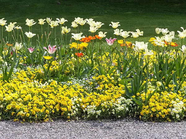 437385 - Tulips (Tulipa), violets (Viola) and poppies (Papaver)