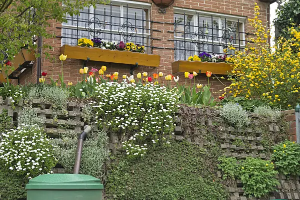 543057 - Tulips (Tulipa), violets (Viola), candytufts (Iberis) and Japanese rose (Kerria japonica 'Pleniflora')