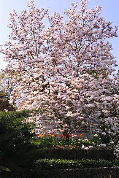 672071 - Tulpenmagnolie (Magnolia x soulangiana)