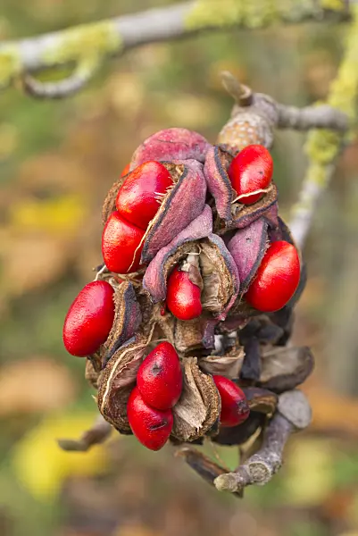 550011 - Tulpenmagnolie (Magnolia x soulangiana 'Alexandrina')