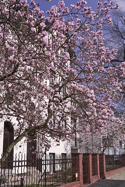 601026 - Tulpenmagnolie (Magnolia x soulangiana) in einem Vorgarten