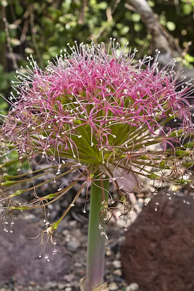 556123 - Tumbleweed (Boophone disticha)