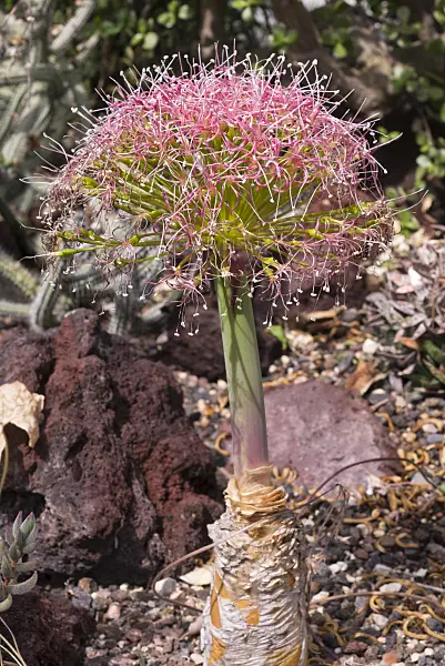 570053 - Tumbleweed (Boophone disticha)