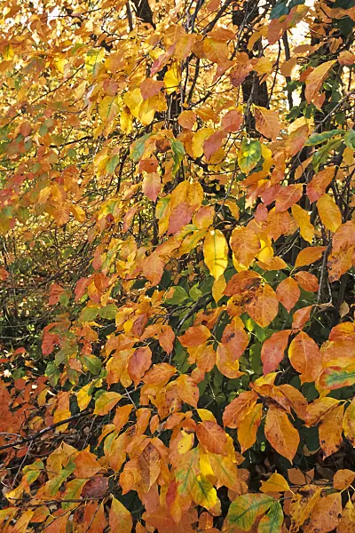 383038 - Tupelo noir (Nyssa sylvatica)