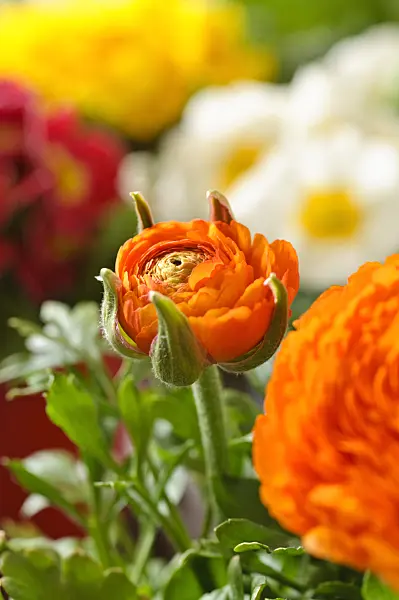 483161 - Turban buttercup (Ranunculus asiaticus 'Gambit Mix')