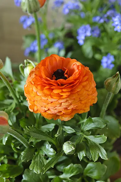 483288 - Turban buttercup (Ranunculus asiaticus 'Gambit Mix')