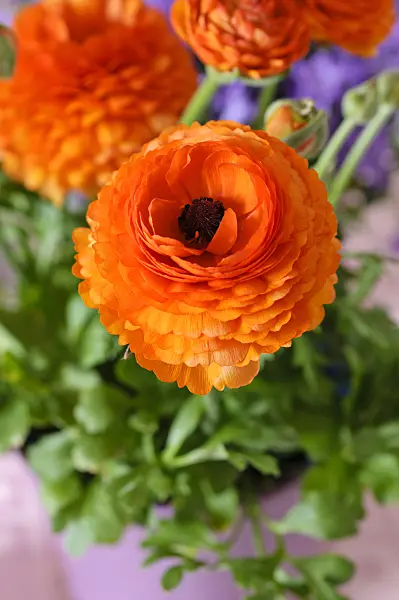 484005 - Turban buttercup (Ranunculus asiaticus 'Gambit Mix')