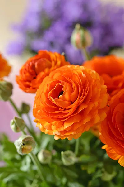 484008 - Turban buttercup (Ranunculus asiaticus 'Gambit Mix')