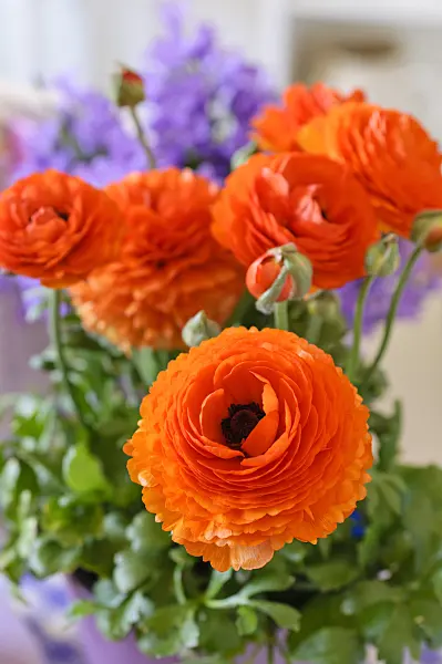 484042 - Turban buttercup (Ranunculus asiaticus 'Gambit Mix')