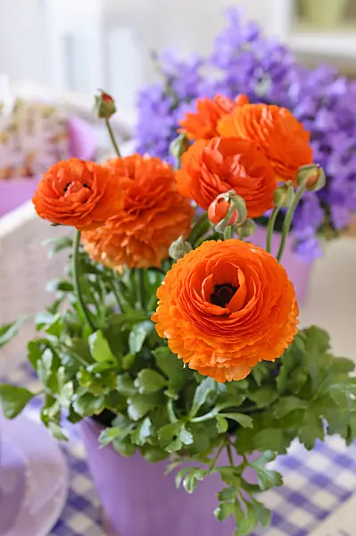 484043 - Turban buttercup (Ranunculus asiaticus 'Gambit Mix')