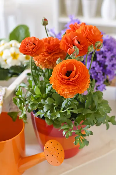 484044 - Turban buttercup (Ranunculus asiaticus 'Gambit Mix')