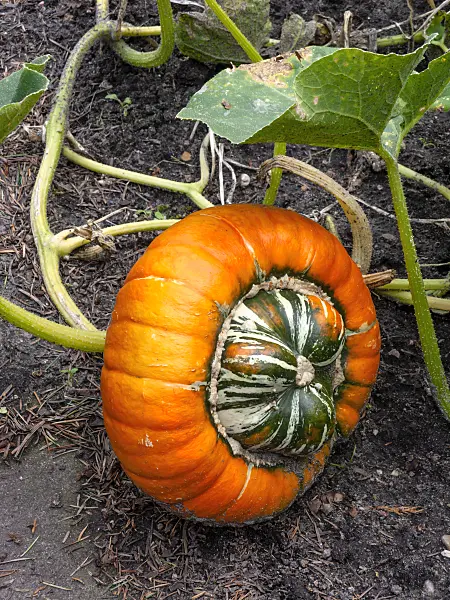 451077 - Turban squash (Cucurbita maxima convar. turbaniformis)
