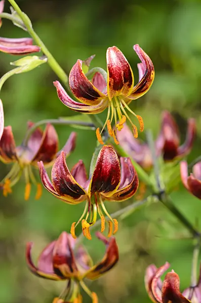 522022 - Turk's cap lily (Lilium martagon)