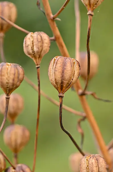 525028 - Turk's cap lily (Lilium martagon)