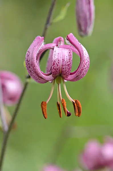 534015 - Turk's cap lily (Lilium martagon)