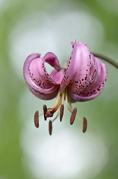 534017 - Turk's cap lily (Lilium martagon)