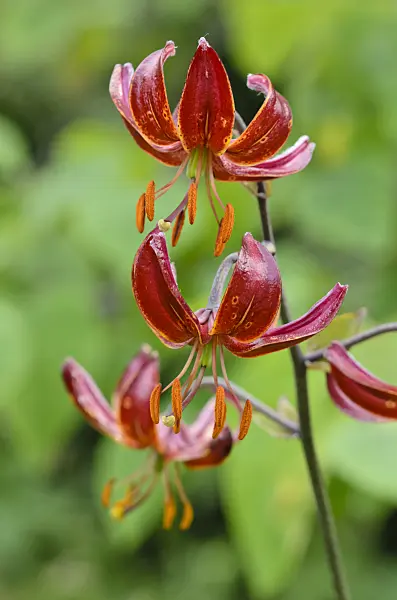 521144 - Turk's cap lily (Lilium martagon 'Claude Shride')