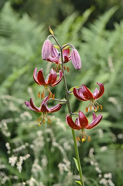 521145 - Turk's cap lily (Lilium martagon 'Claude Shride')