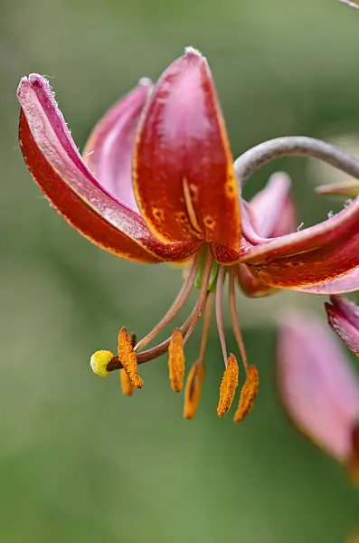 521146 - Turk's cap lily (Lilium martagon 'Claude Shride')